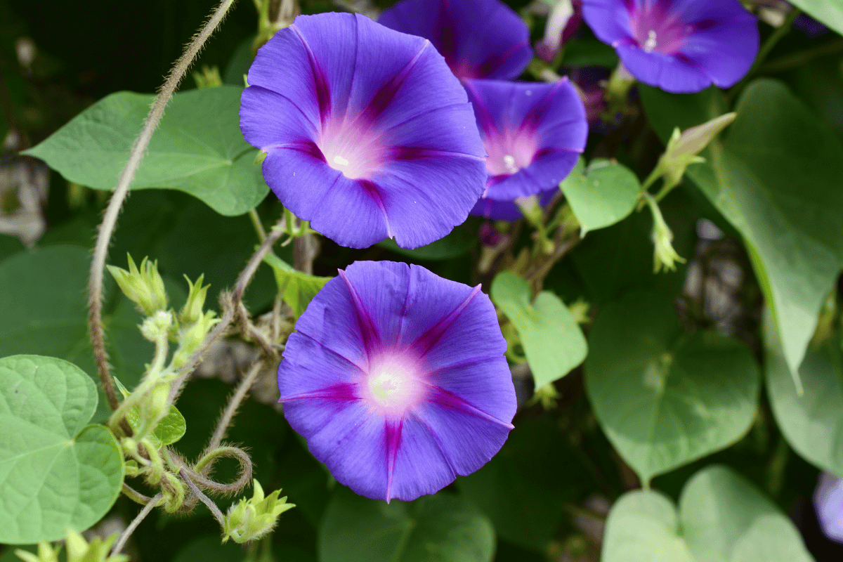 Morning glory (Ipomoea species).png
